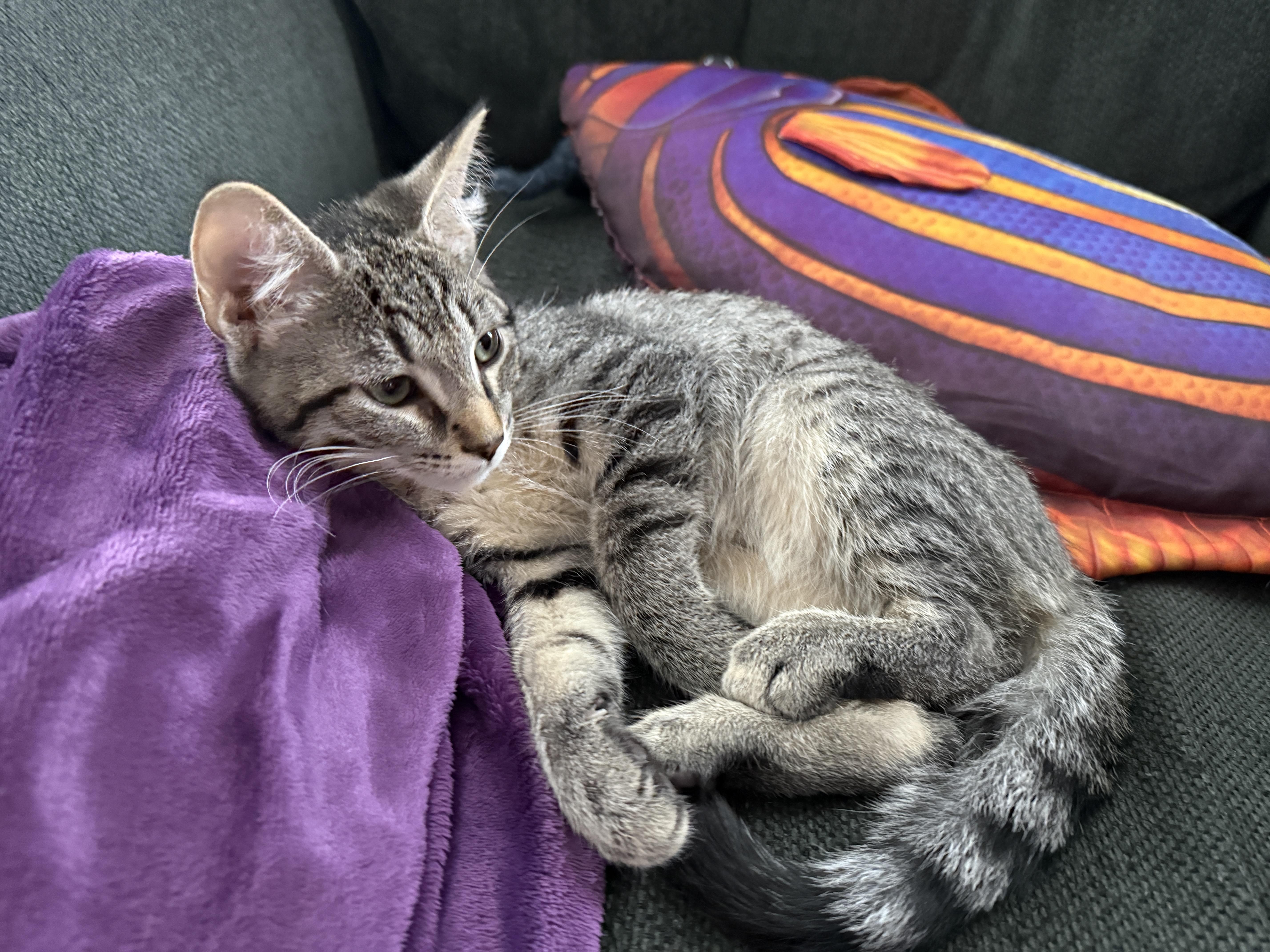 Kittens Vinny (Male) and Paisley (Female), a ADOPTABLE Domestic Short Hair in Leesburg, VA image 4/5