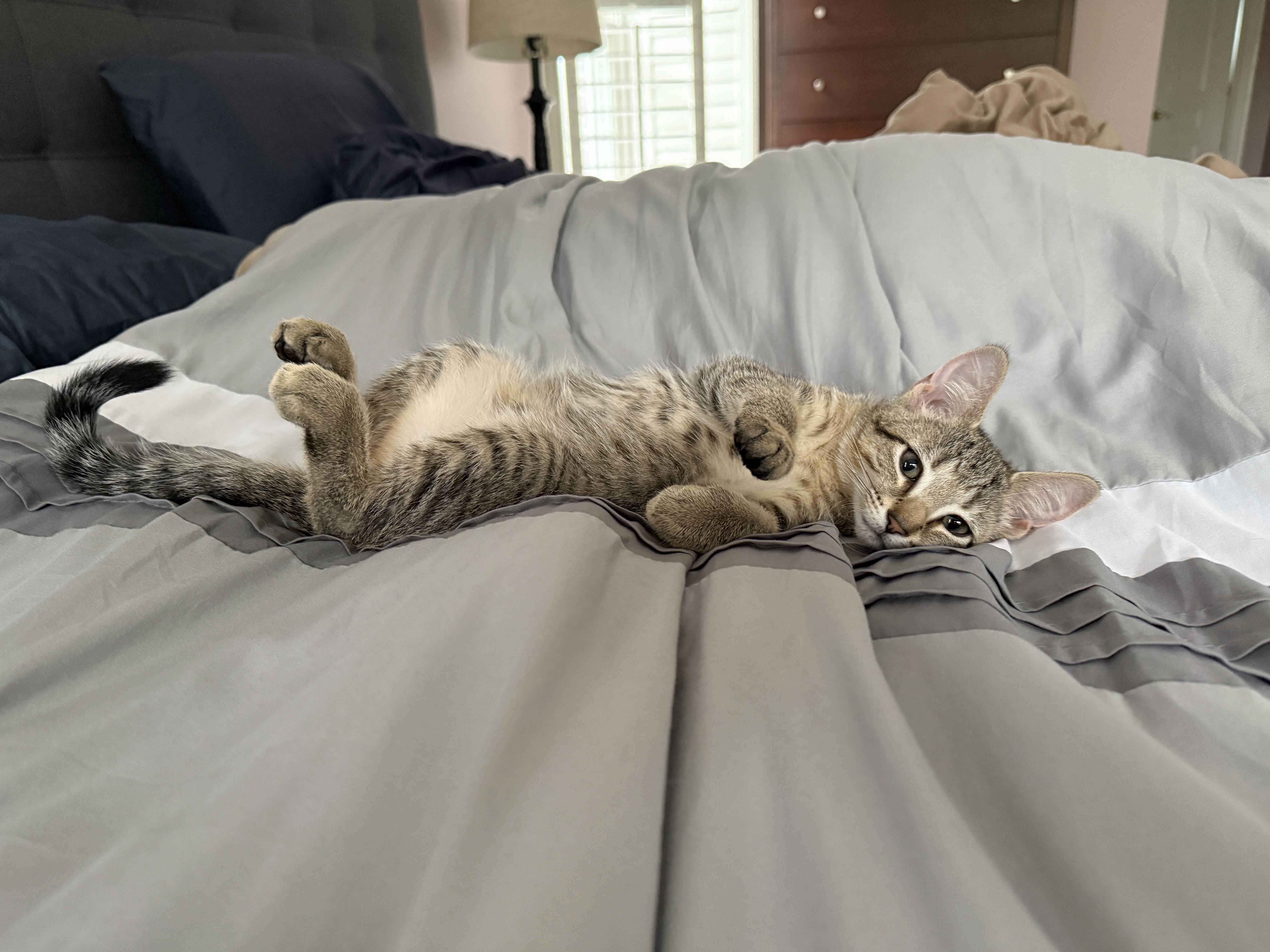 Kittens Vinny (Male) and Paisley (Female), a ADOPTABLE Domestic Short Hair in Leesburg, VA image 5/5