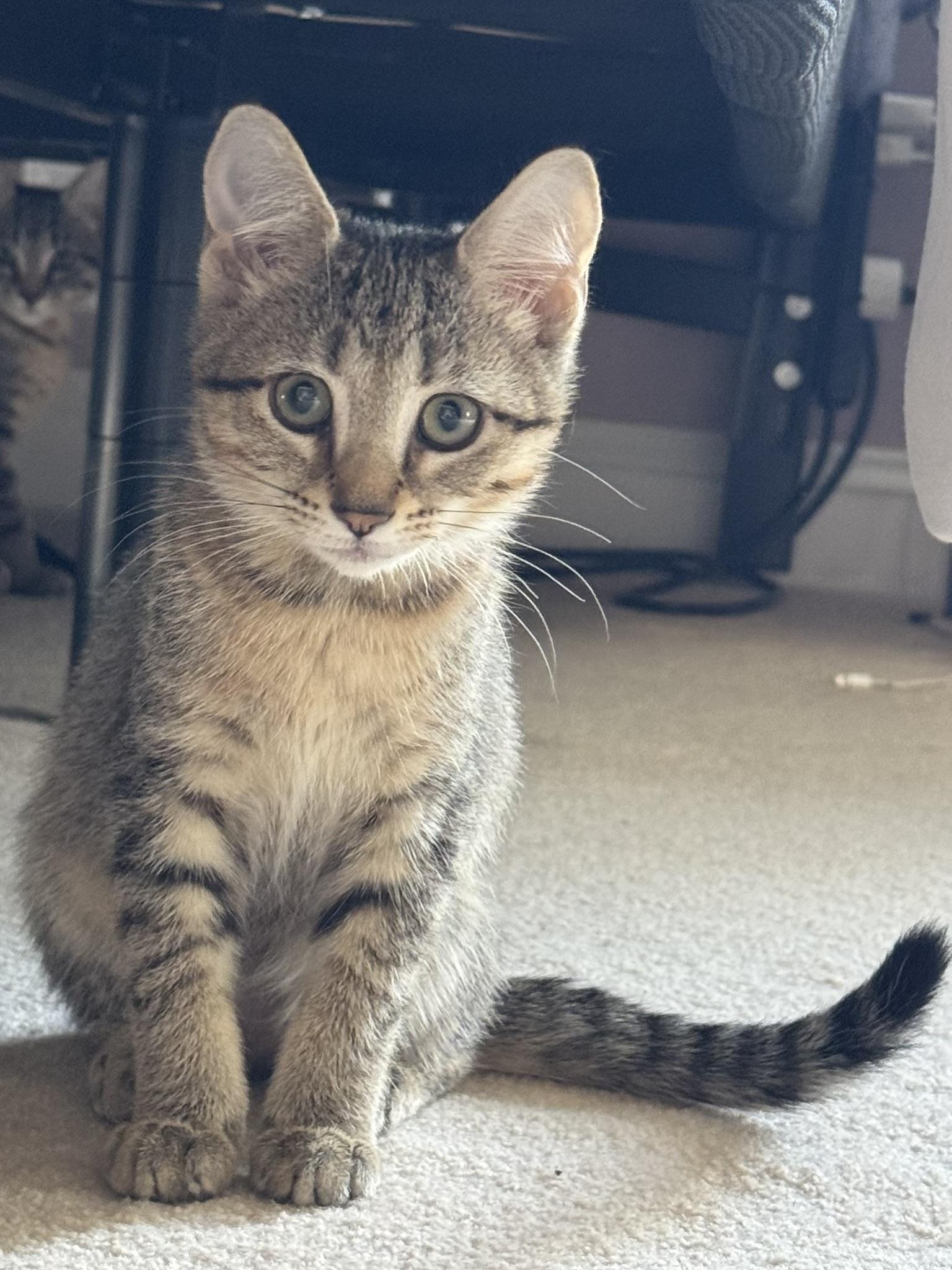 Kittens Vinny (Male) and Paisley (Female), a ADOPTABLE Domestic Short Hair in Leesburg, VA image 2/5