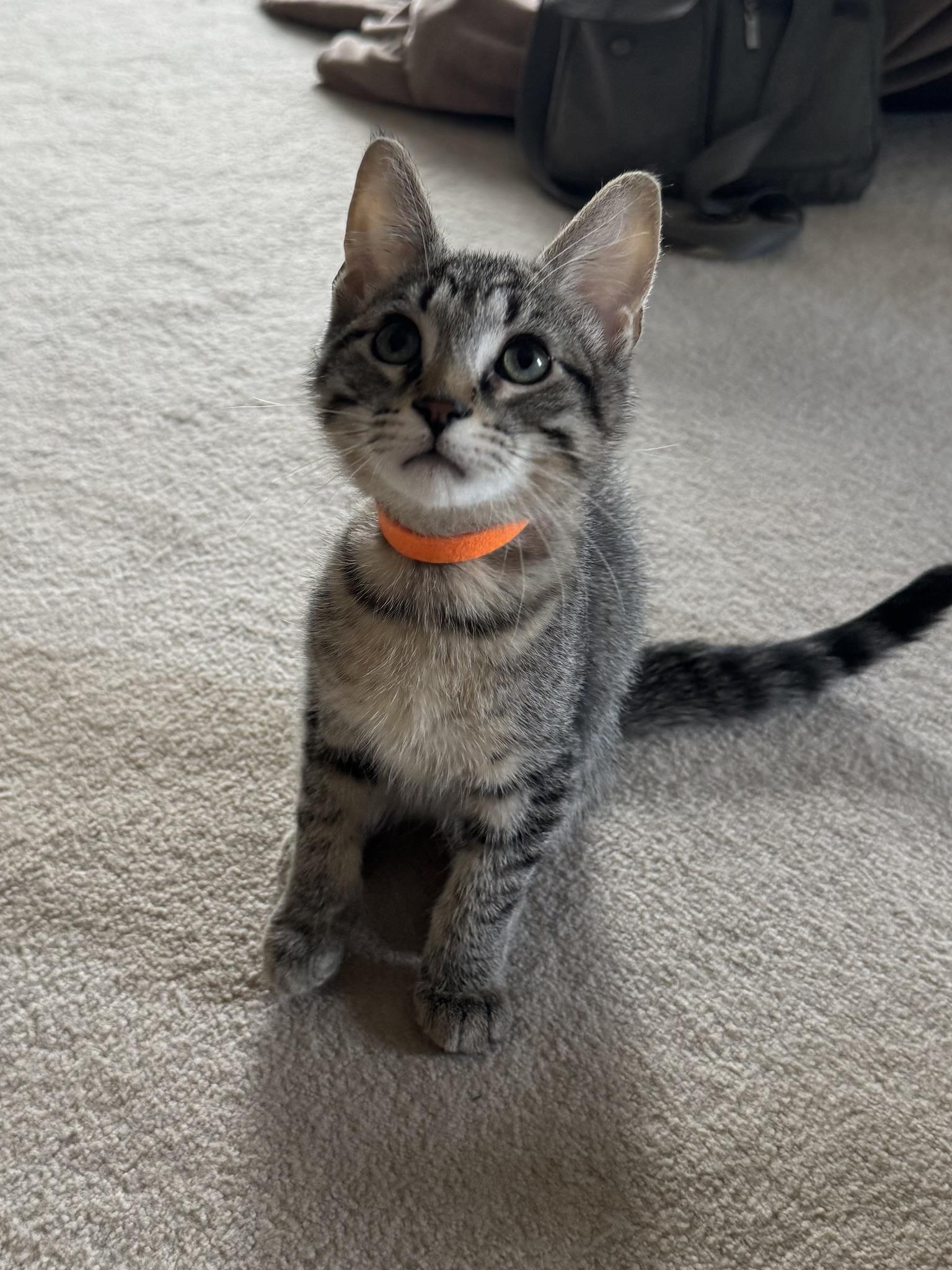 Kittens Vinny (Male) and Paisley (Female), ADOPTABLE, Kitten Male Domestic Short Hair.