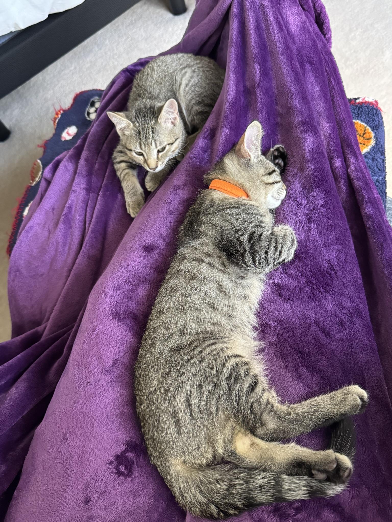 Kittens Vinny (Male) and Paisley (Female), a ADOPTABLE Domestic Short Hair in Leesburg, VA image 3/5