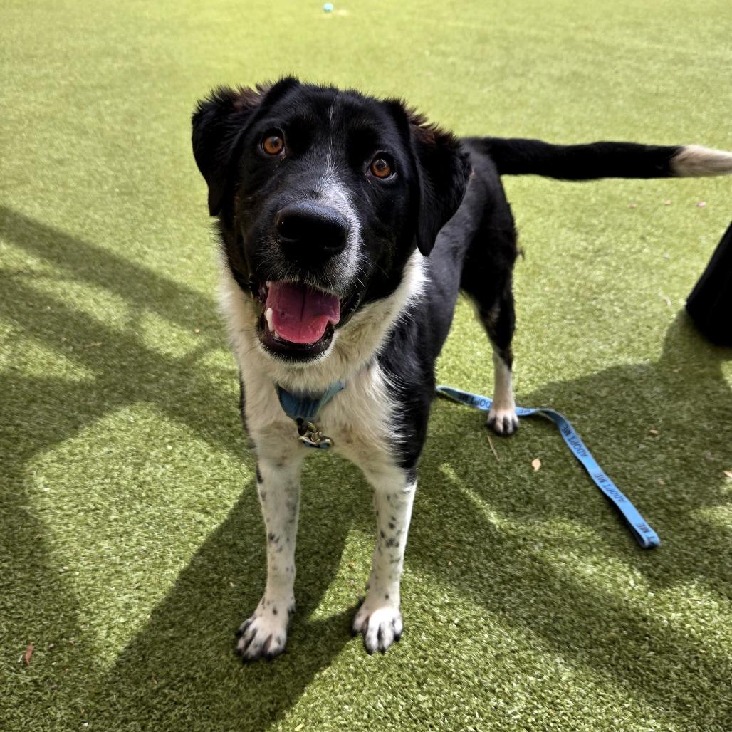 Count Dracula, Adoptable, Adult Male Border Collie & Mixed Breed.
