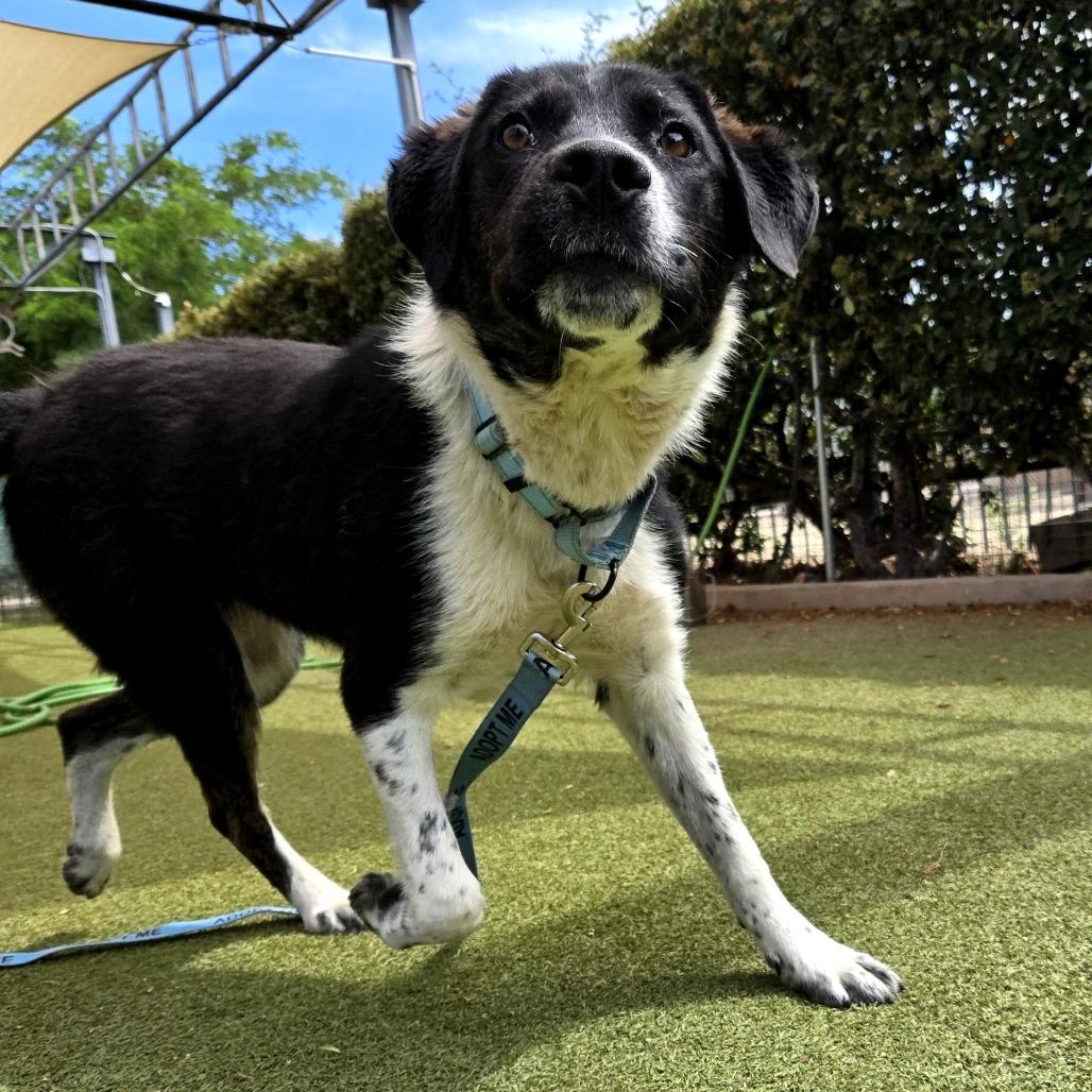 Enlarge Count Dracula, a Adoptable mixed breed in Albuquerque, NM image 2/6