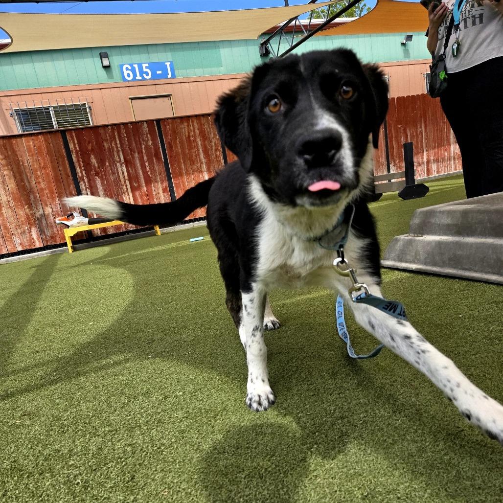 Enlarge Count Dracula, a Adoptable mixed breed in Albuquerque, NM image 3/6
