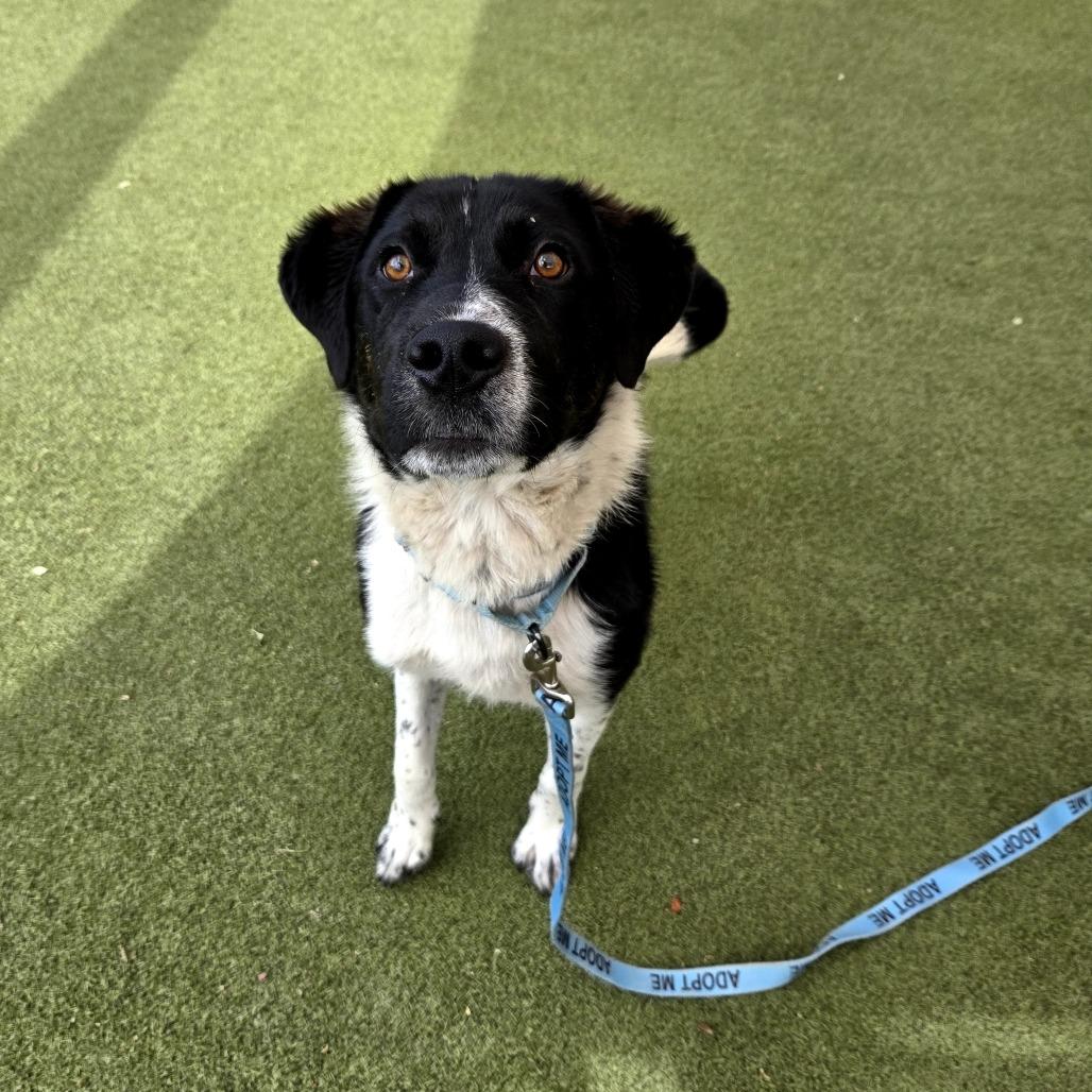 Enlarge Count Dracula, a Adoptable mixed breed in Albuquerque, NM image 4/6