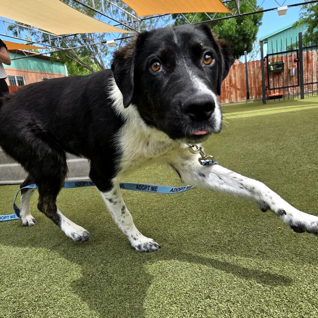 Enlarge Count Dracula, a Adoptable mixed breed in Albuquerque, NM image 5/6