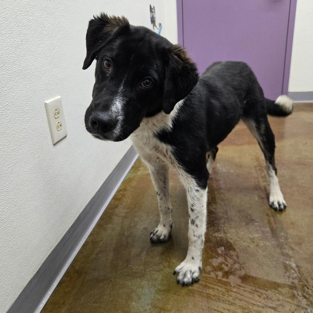 Enlarge Count Dracula, a Adoptable mixed breed in Albuquerque, NM image 6/6