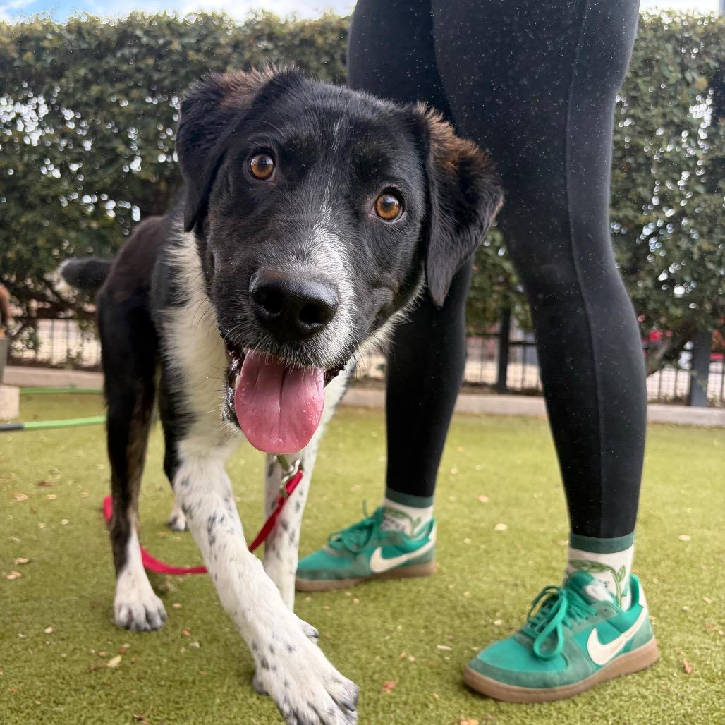 Enlarge Traveler, a Adoptable mixed breed in Albuquerque, NM image 6/6