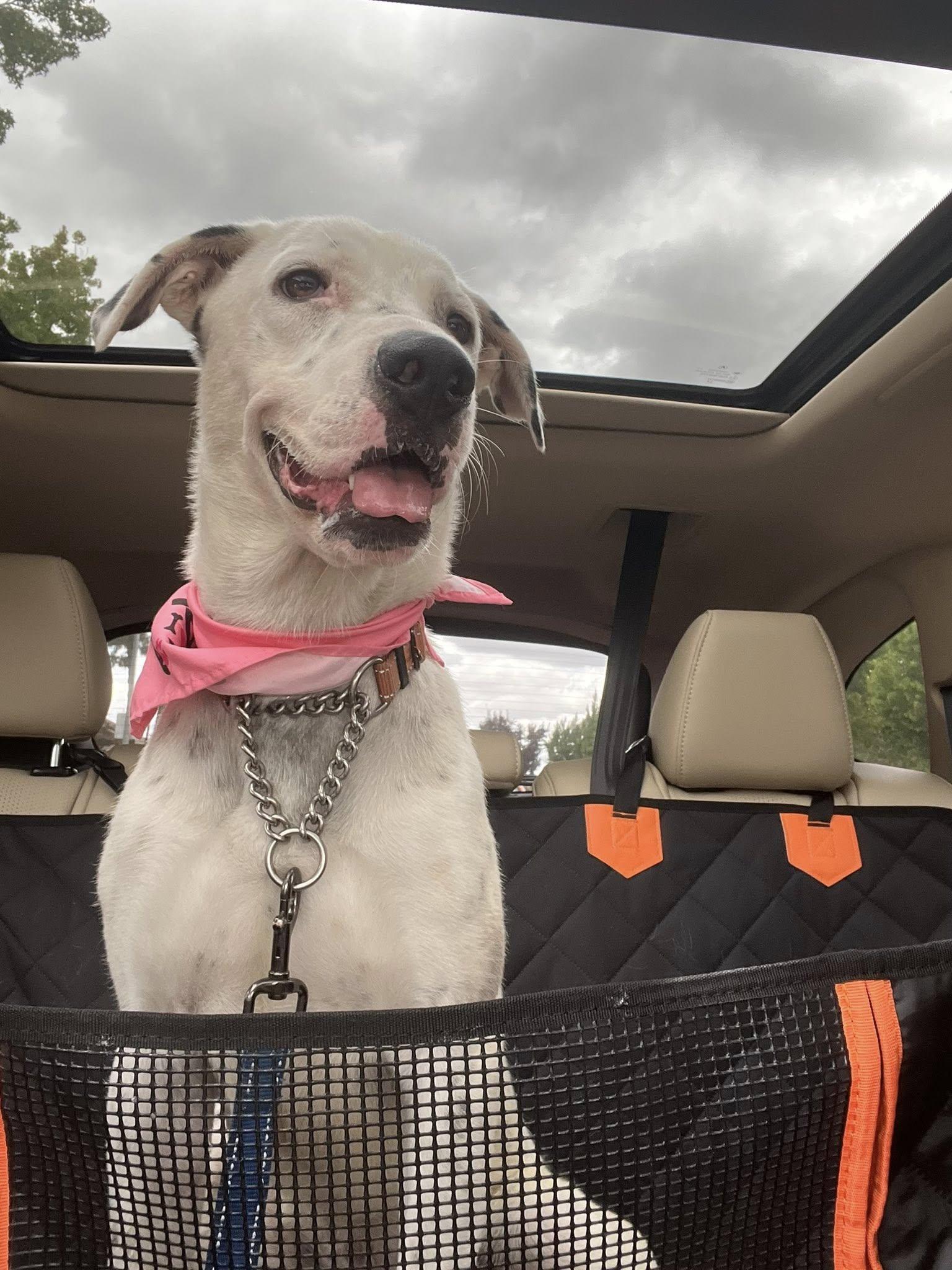 Enlarge Cruella, a Adoptable mixed breed in Manteca, CA image 4/6