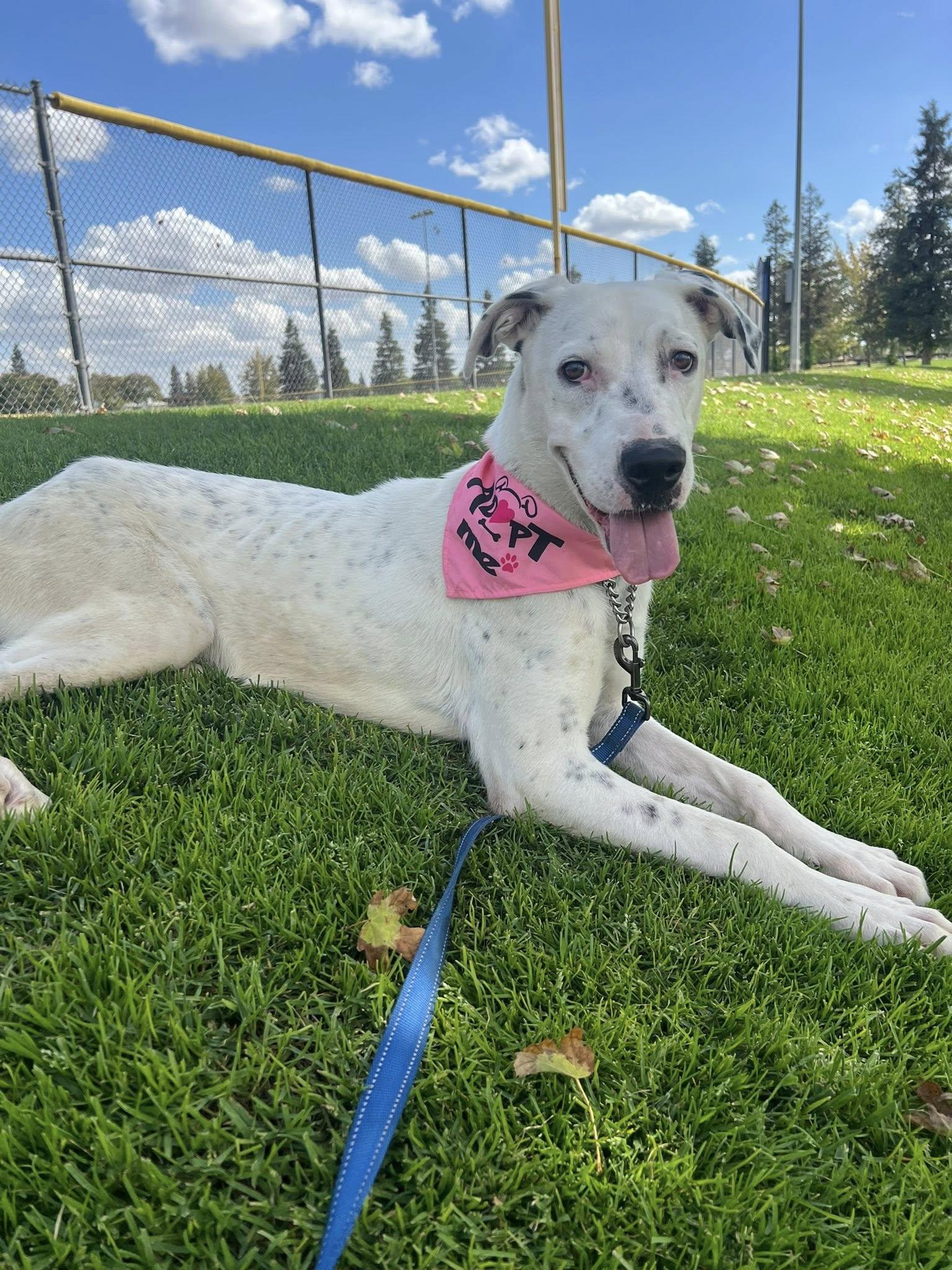 Enlarge Cruella, a Adoptable mixed breed in Manteca, CA image 1/6