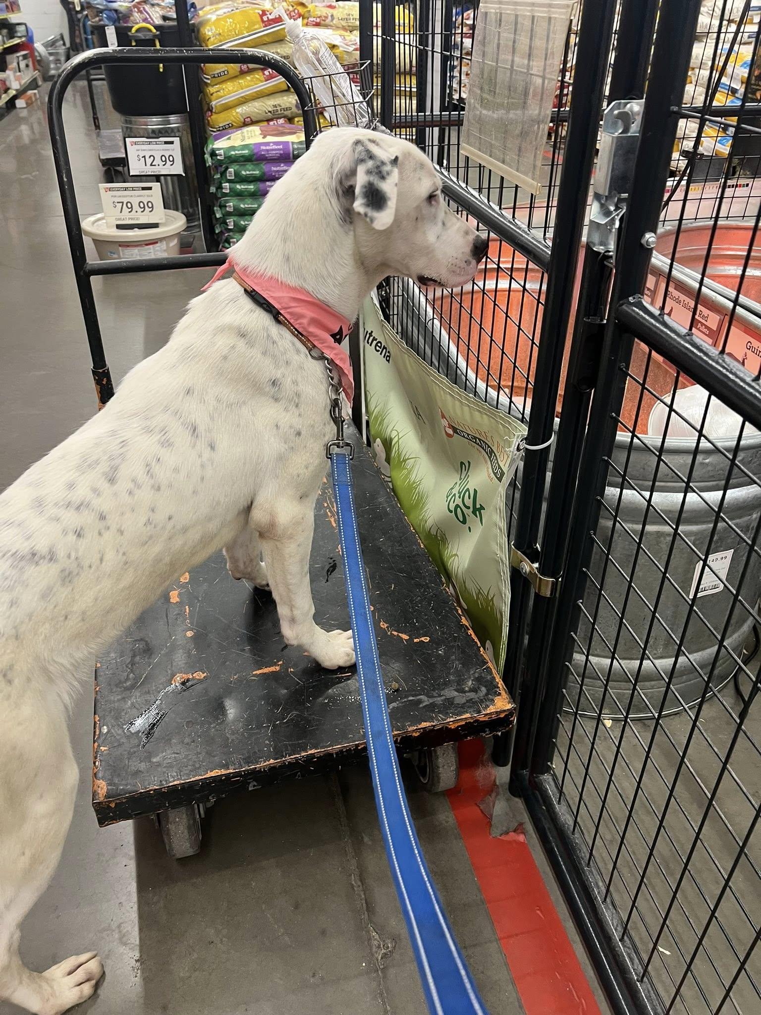 Enlarge Cruella, a Adoptable mixed breed in Manteca, CA image 3/6