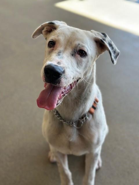 Cruella, a Adoptable mixed breed in Manteca, CA image 2/2