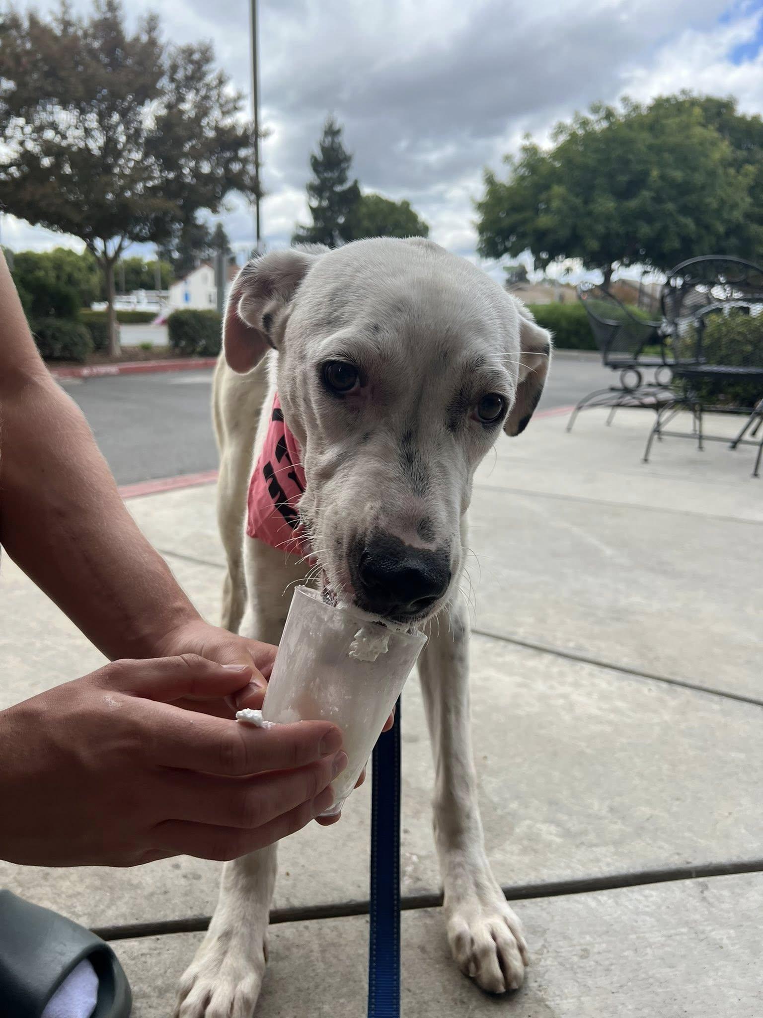 Enlarge Cruella, a Adoptable mixed breed in Manteca, CA image 6/6