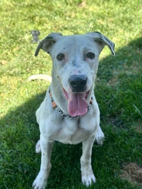 Cruella, Adoptable, Adult Female Dalmatian & Pit Bull Terrier.
