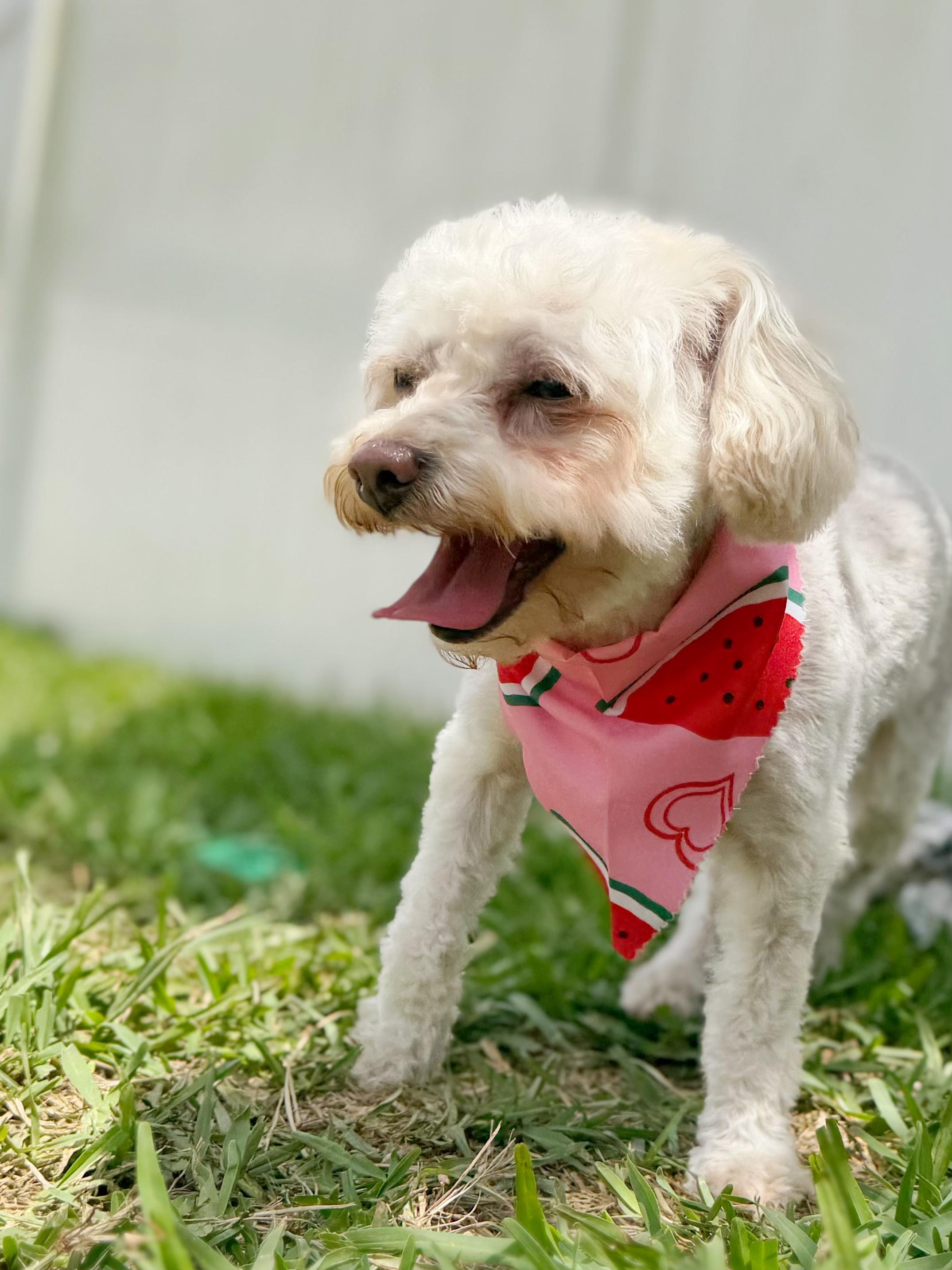 Enlarge Lexi, a ADOPTABLE mixed breed in Orlando, FL image 2/6