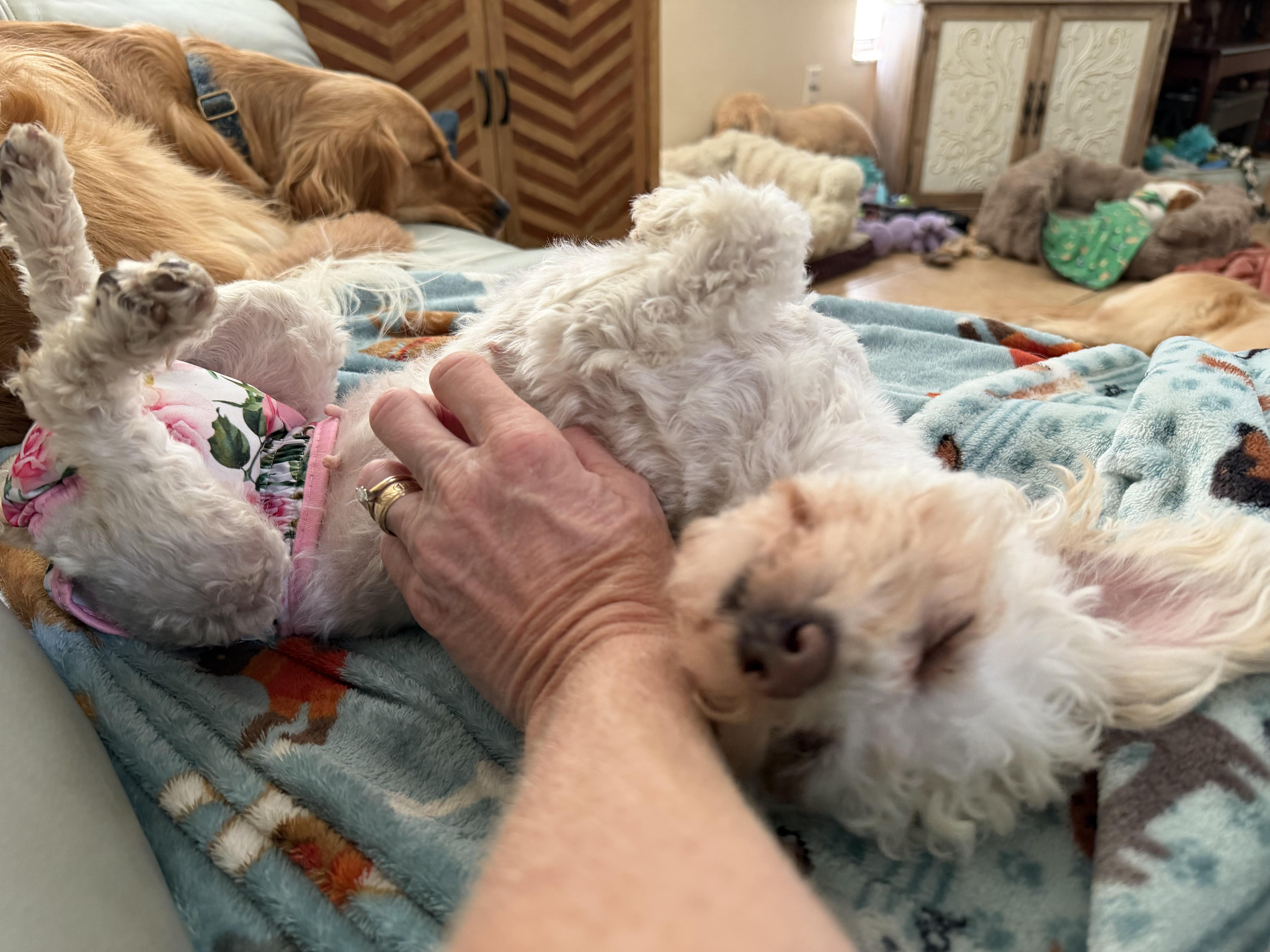 Enlarge Lexi, a ADOPTABLE mixed breed in Orlando, FL image 6/6