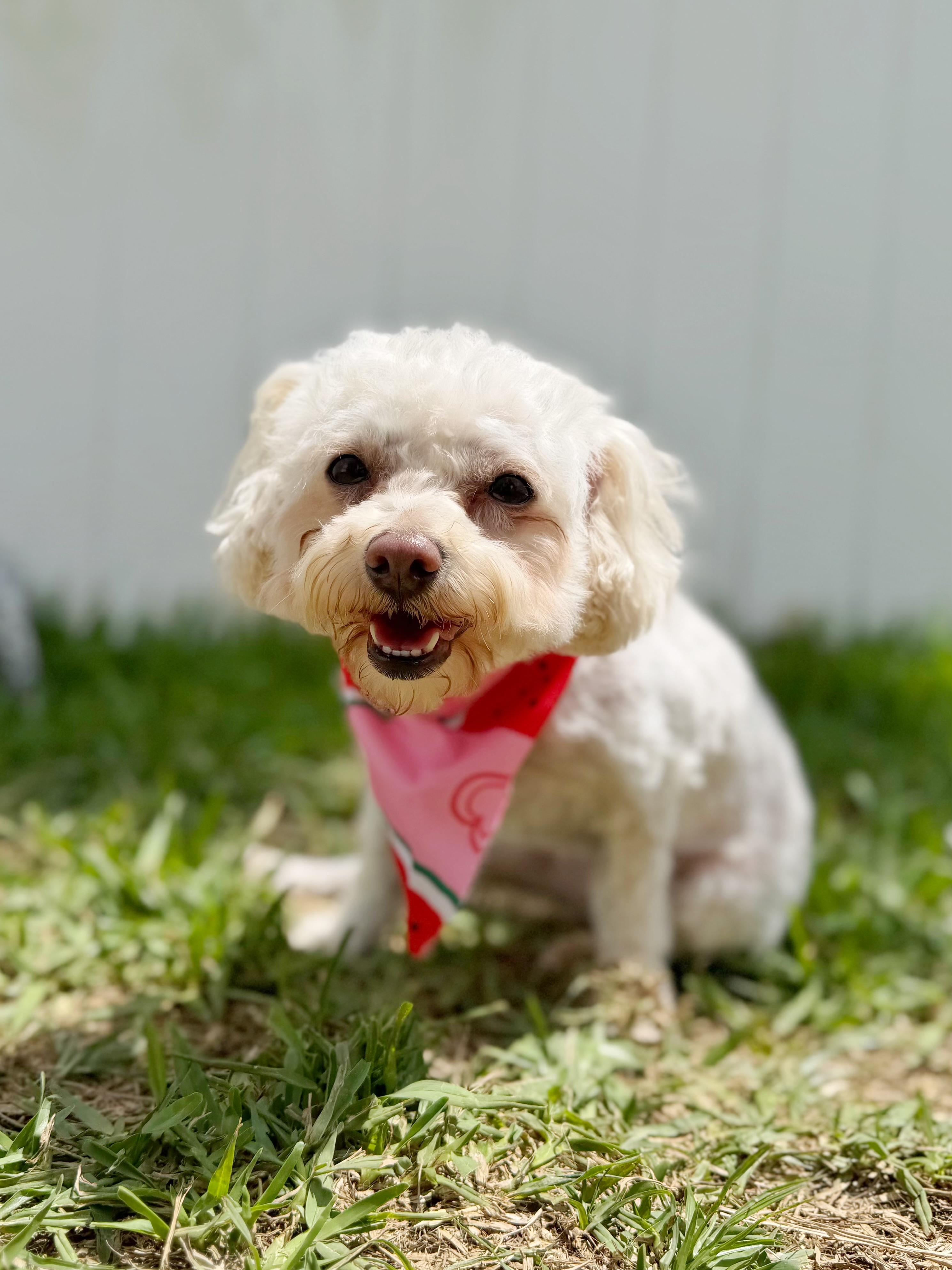 Enlarge Lexi, a ADOPTABLE mixed breed in Orlando, FL image 1/6
