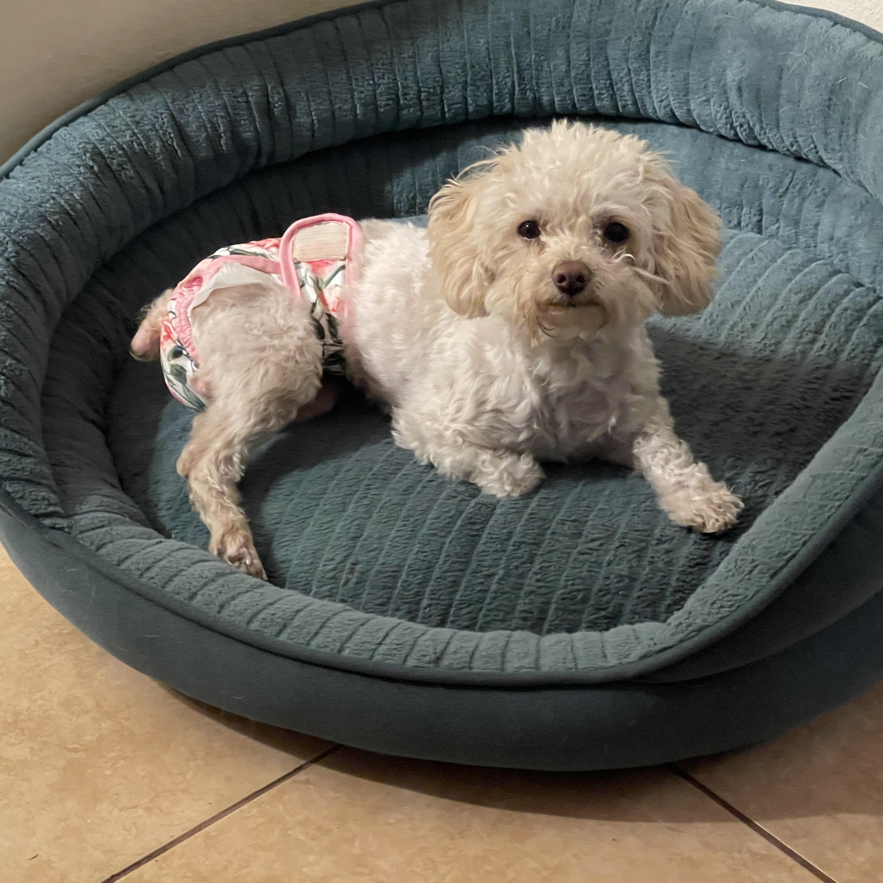 Enlarge Lexi, a ADOPTABLE mixed breed in Orlando, FL image 3/6