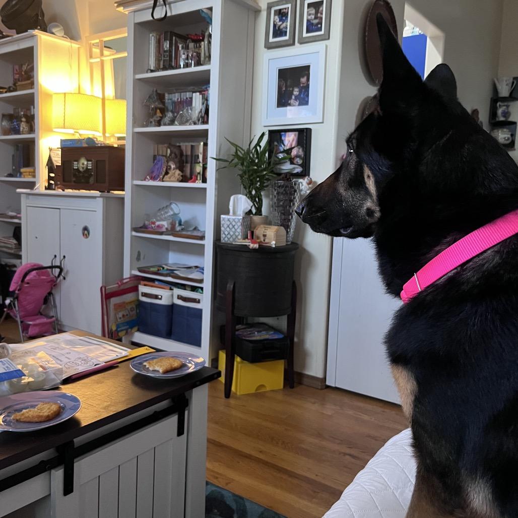 Nellie, Adoptable, Adult Female German Shepherd Dog & Mixed Breed.