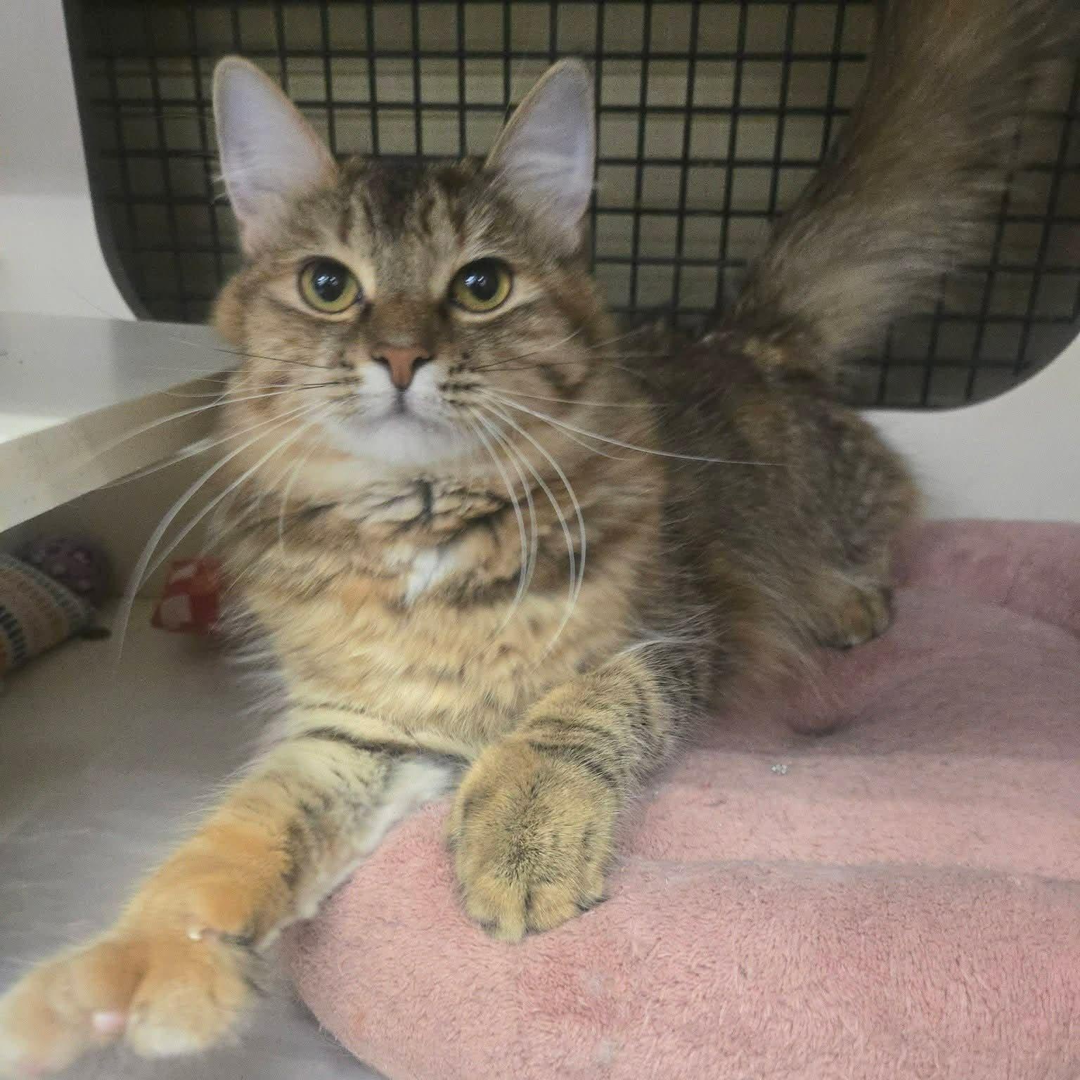 Isabella *Polydactel , adopted, Kitten Female Domestic Medium Hair.