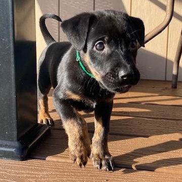 Enlarge Tequila, a ADOPTABLE mixed breed in Rochester, NY image 3/5