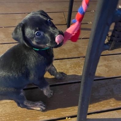 Enlarge Tequila, a ADOPTABLE mixed breed in Rochester, NY image 4/5