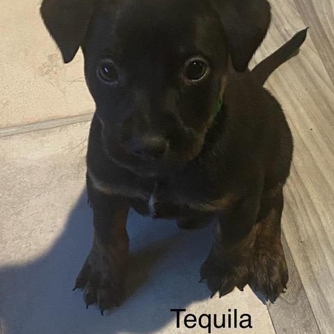 Enlarge Tequila, a ADOPTABLE mixed breed in Rochester, NY image 5/5