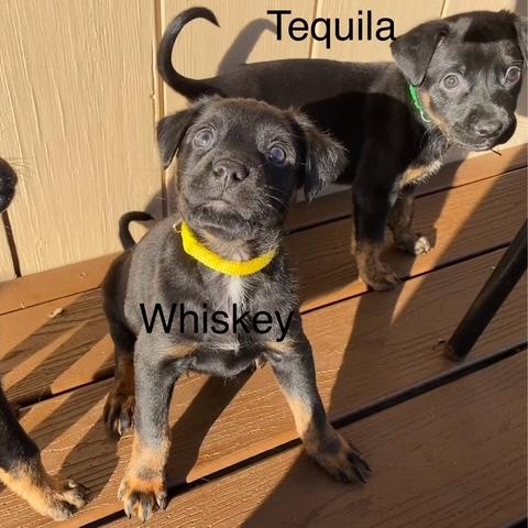 Enlarge Tequila, a ADOPTABLE mixed breed in Rochester, NY image 2/5