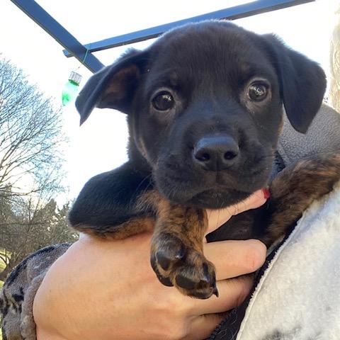 Tequila, ADOPTABLE, Puppy Male Labrador Retriever & Chihuahua.