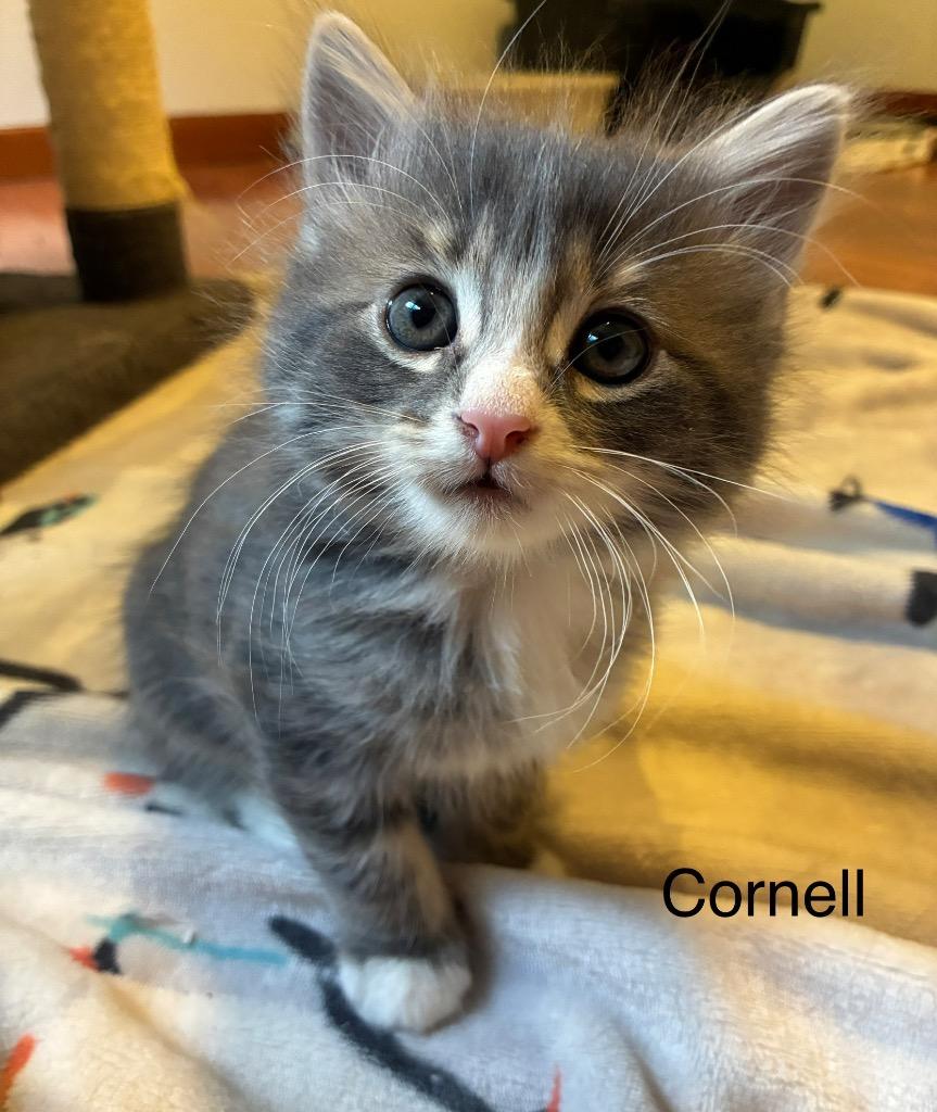 Enlarge Cornell, a Adoptable mixed breed in Shelton, WA image 1/2