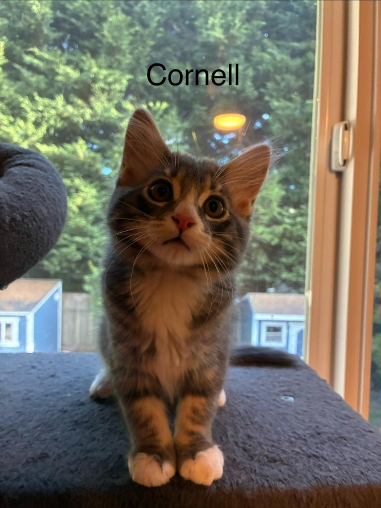 Enlarge Cornell, a Adoptable mixed breed in Shelton, WA image 2/2