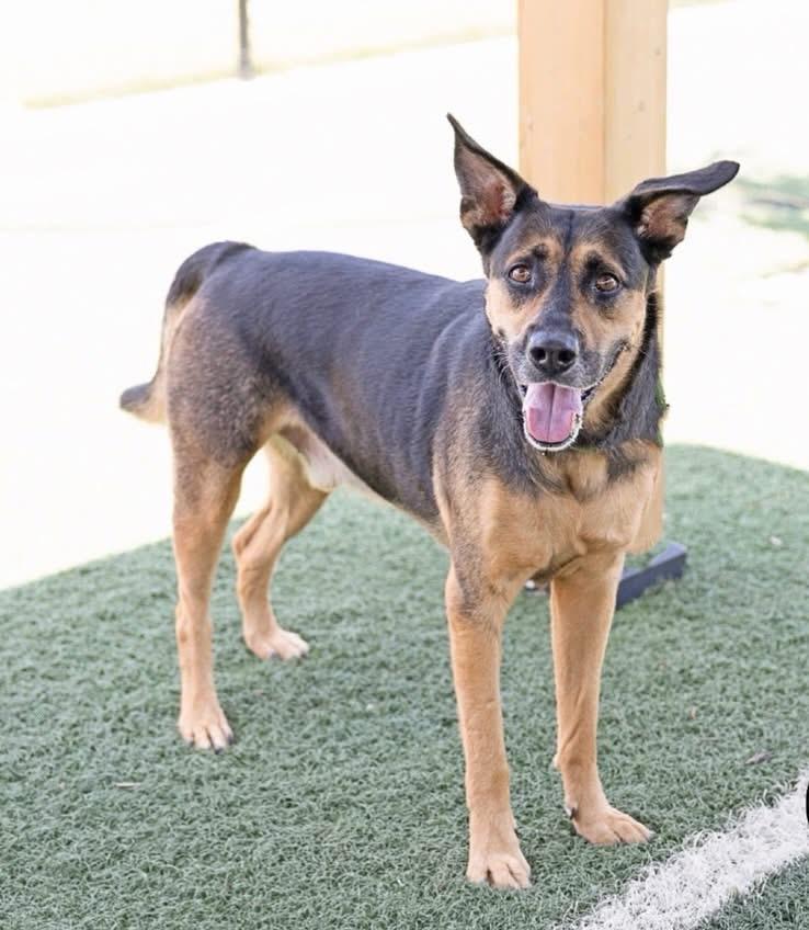 Cane, ADOPTABLE, Adult Male Mixed Breed.