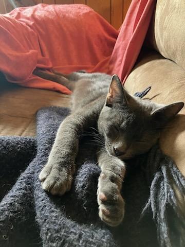 Enlarge Patrick, an adoptable Domestic Short Hair in Reeseville, WI image 1/4