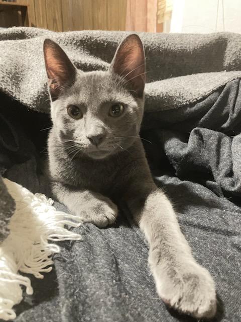 Enlarge Patrick, an adoptable Domestic Short Hair in Reeseville, WI image 4/4