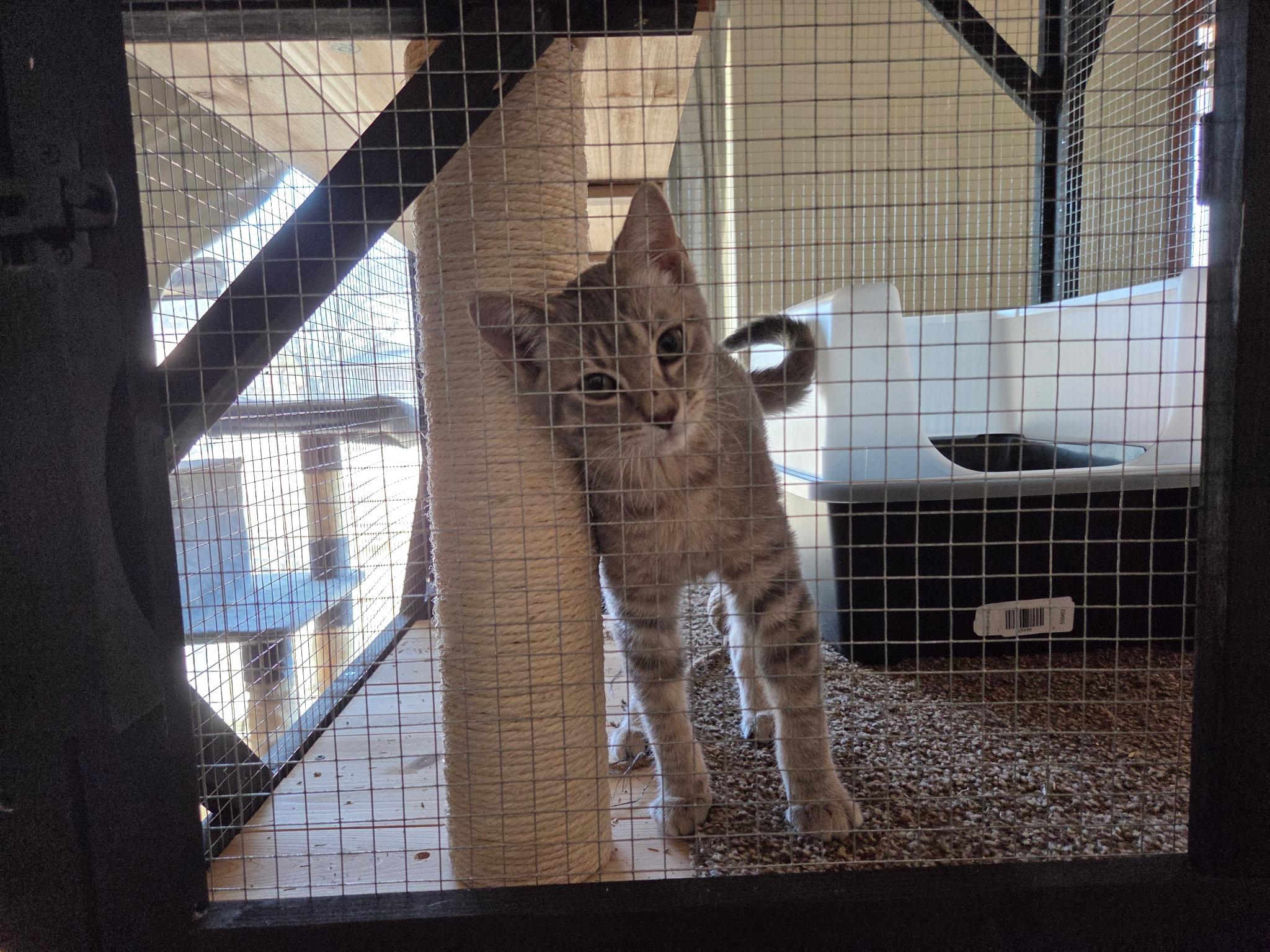 Enlarge Ash, a ADOPTABLE Domestic Short Hair in Carnegie, OK image 2/2