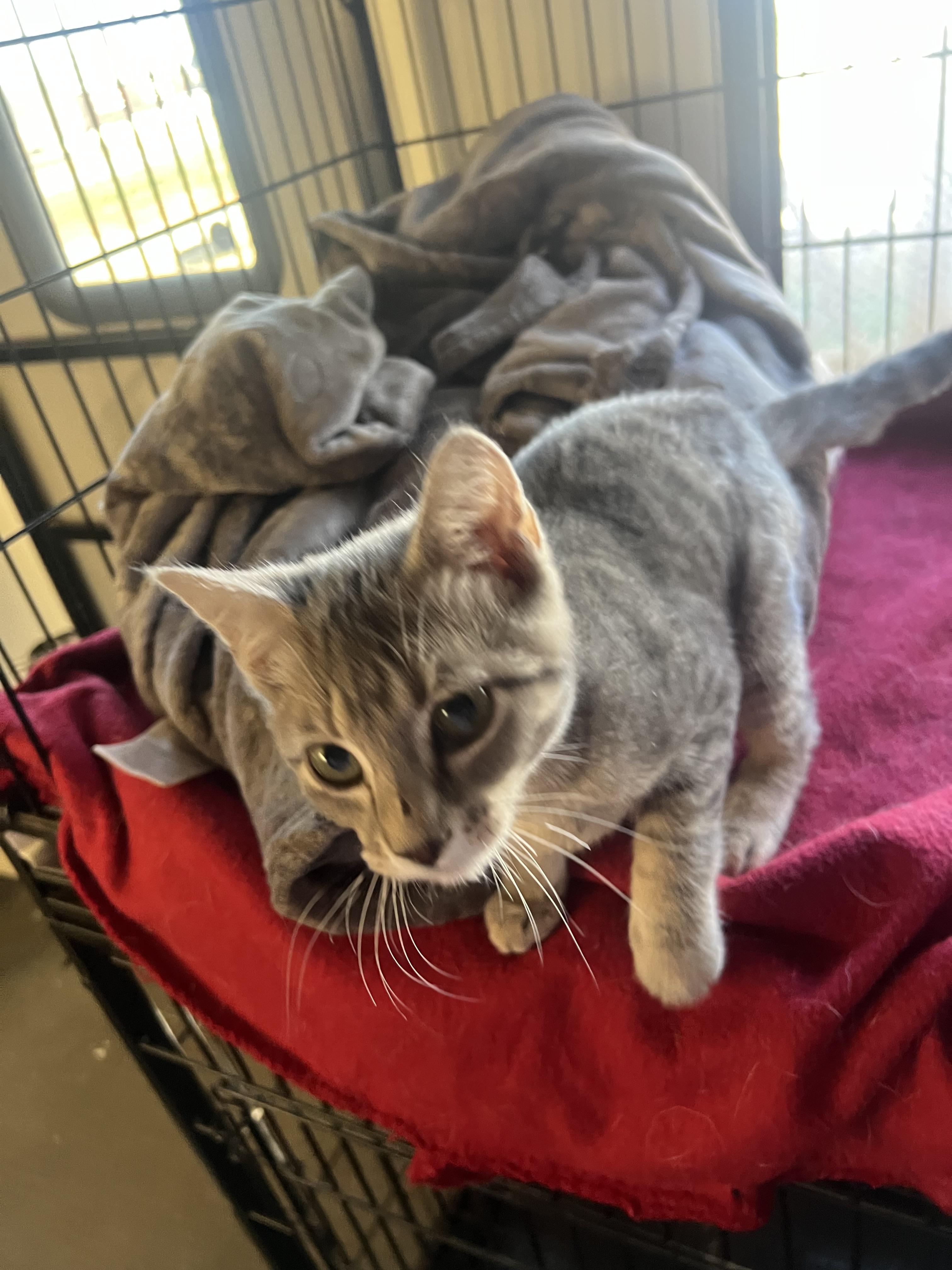 Ash, ADOPTABLE, Young Male Domestic Short Hair.