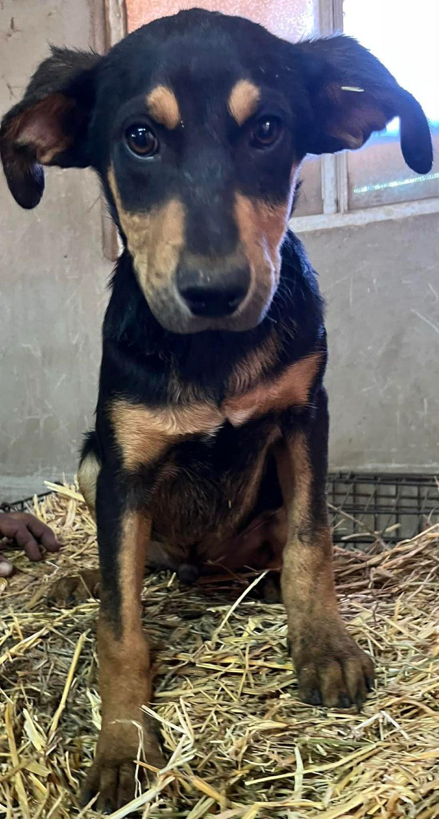 Enlarge Kringles, a Adoptable mixed breed in Carlsbad, CA image 2/6