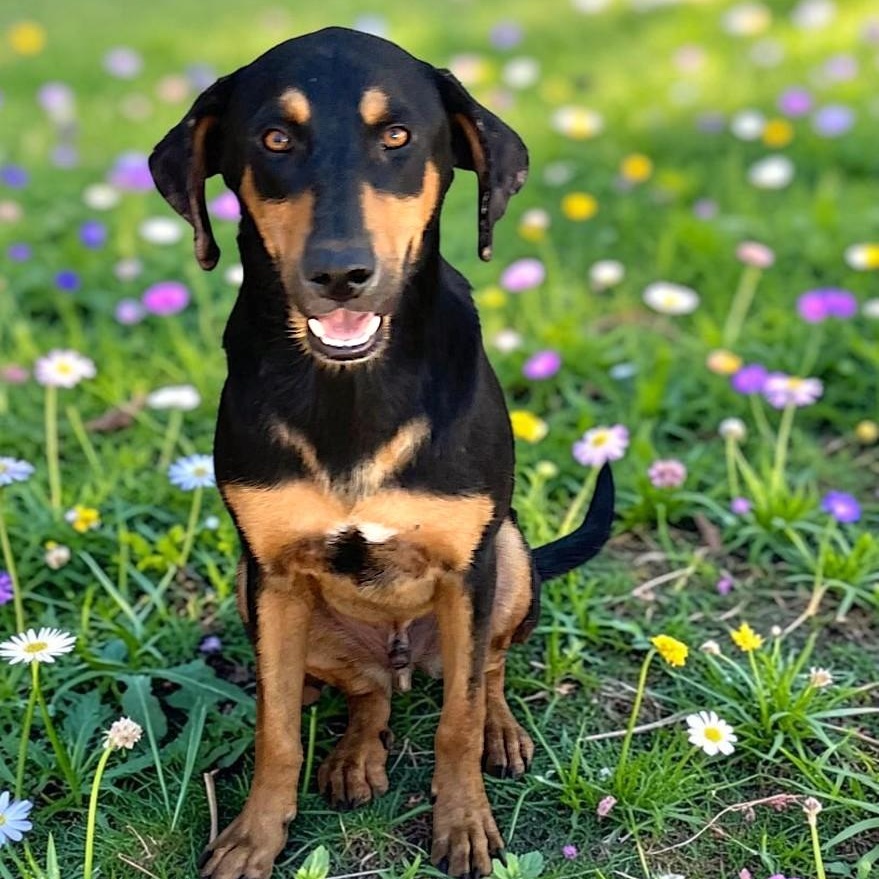 Kringles, Adoptable, Puppy Female Schnauzer & Terrier.