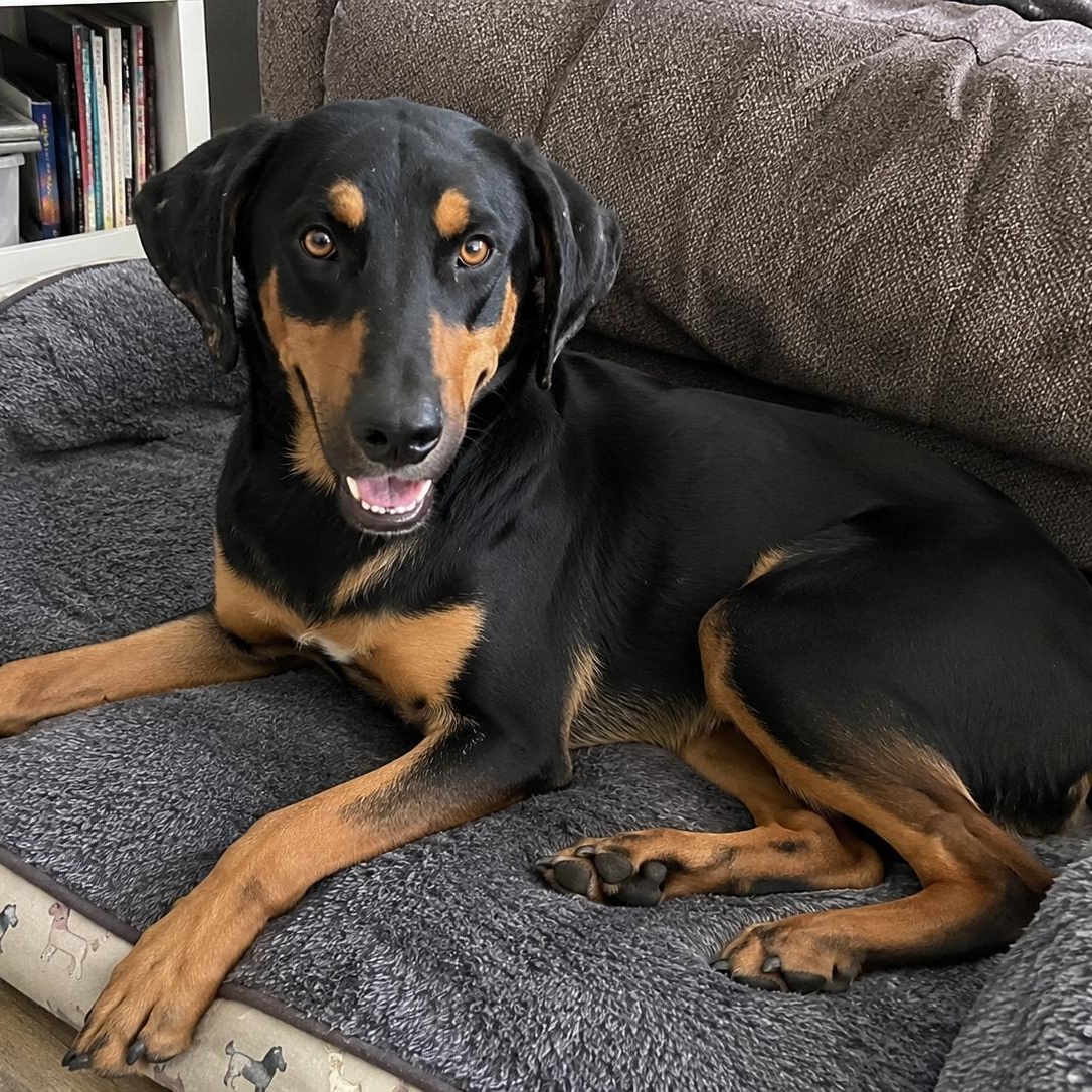 Enlarge Kringles, a Adoptable mixed breed in Carlsbad, CA image 6/6