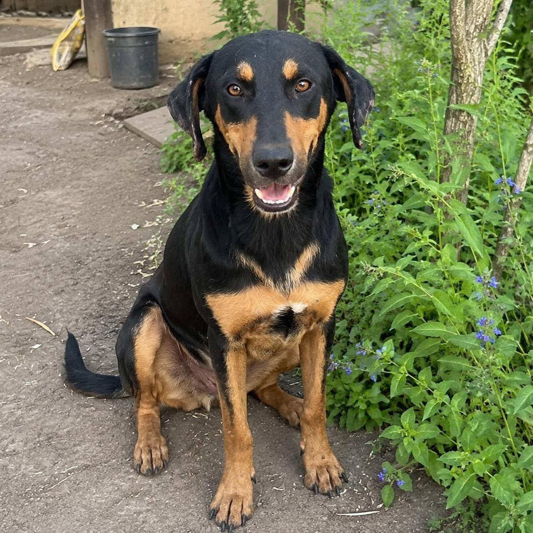 Enlarge Kringles, a Adoptable mixed breed in Carlsbad, CA image 2/6