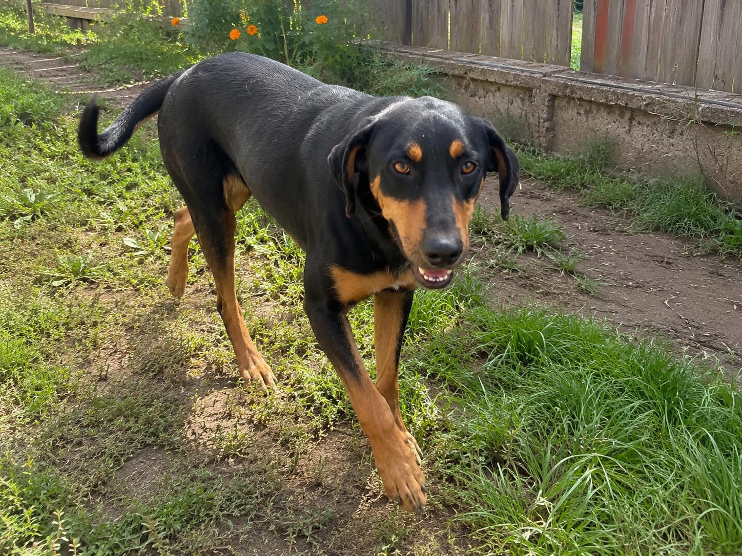 Enlarge Kringles, a Adoptable mixed breed in Carlsbad, CA image 4/6