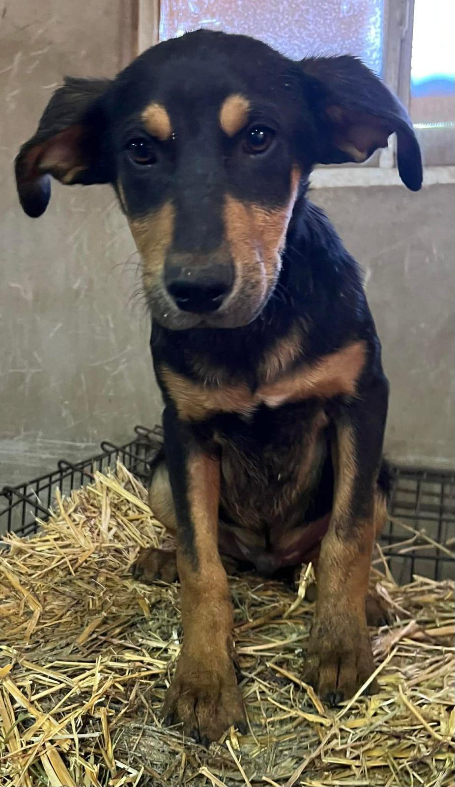 Enlarge Kringles, a Adoptable mixed breed in Carlsbad, CA image 5/6