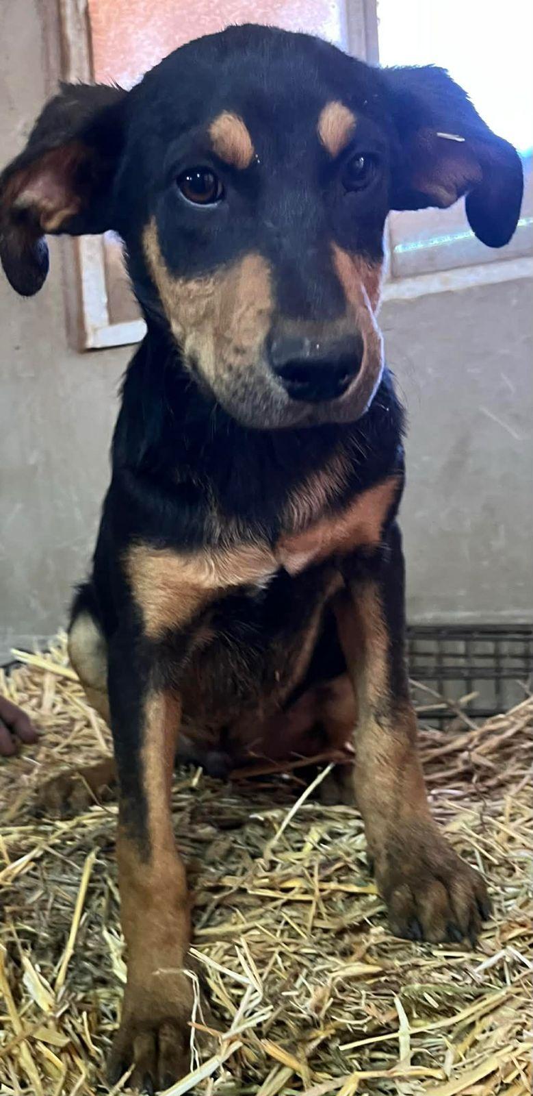 Enlarge Kringles, a Adoptable mixed breed in Carlsbad, CA image 3/6