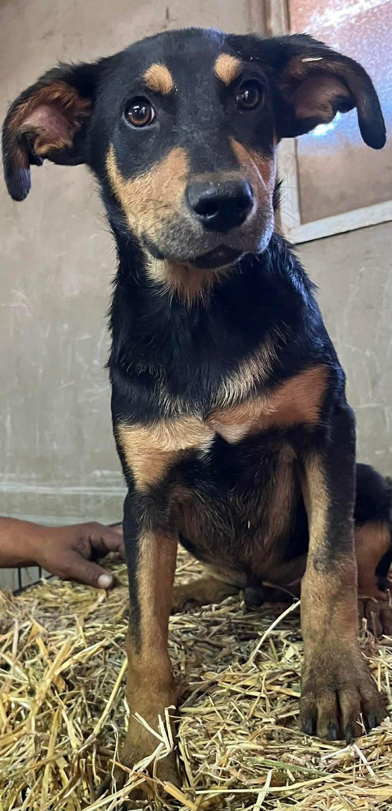 Enlarge Kringles, a Adoptable mixed breed in Carlsbad, CA image 6/6