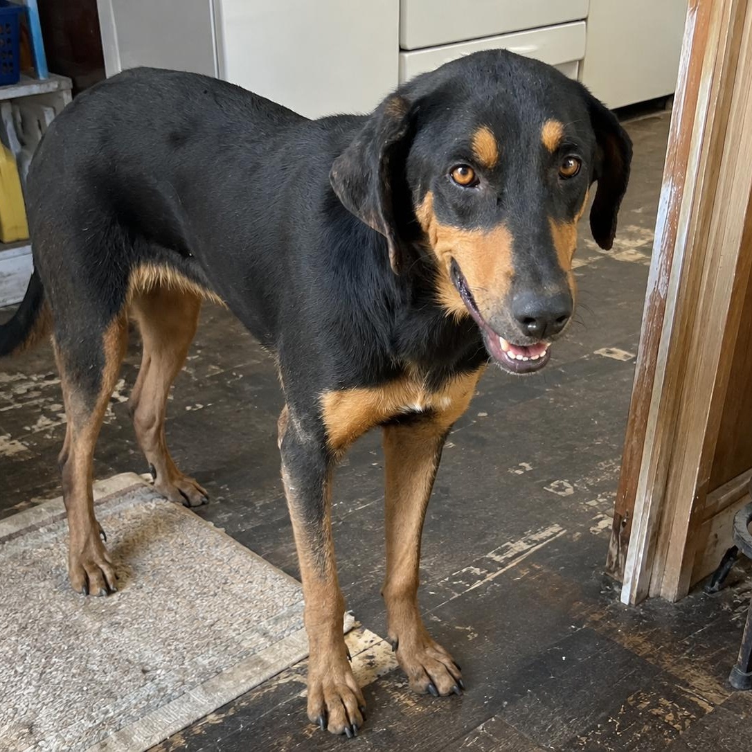 Enlarge Kringles, a Adoptable mixed breed in Carlsbad, CA image 5/6