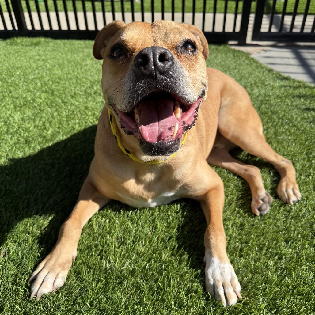 Mookie, Adoptable, Senior Male Boxer.