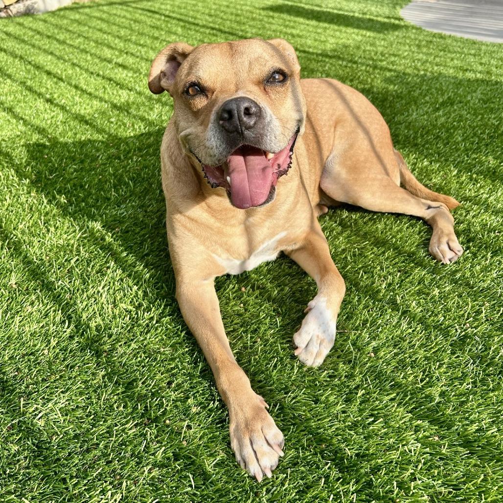 Enlarge Mookie, a Adoptable mixed breed in Long Beach, CA image 3/6