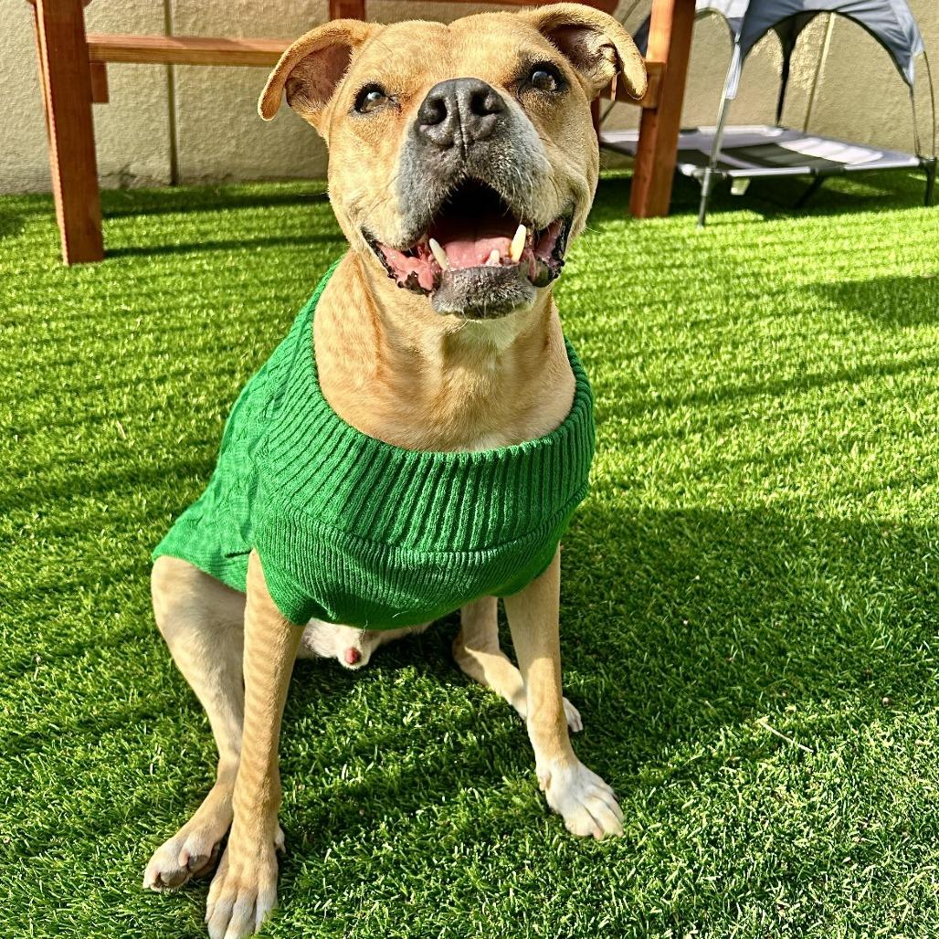 Enlarge Mookie, a Adoptable mixed breed in Long Beach, CA image 4/6