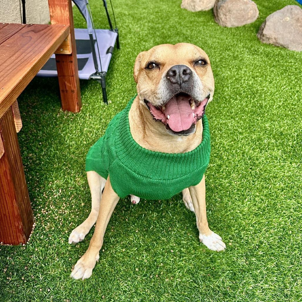 Enlarge Mookie, a Adoptable mixed breed in Long Beach, CA image 6/6