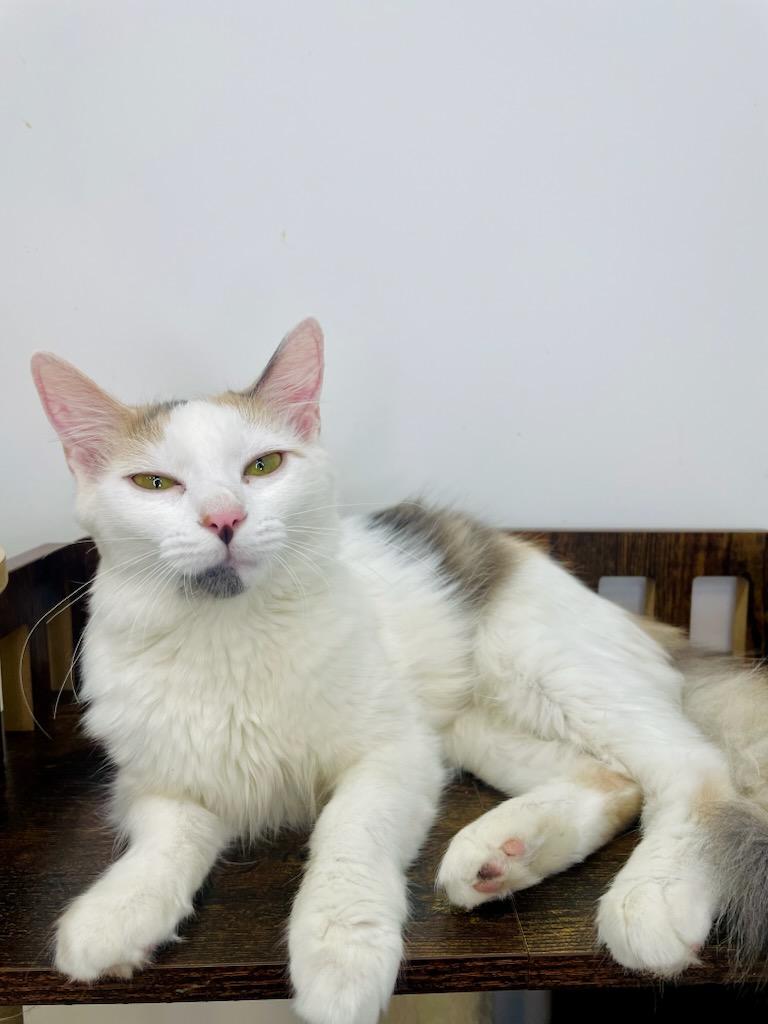 Enlarge Sally, a Adoptable Domestic Long Hair in chino, CA image 1/4